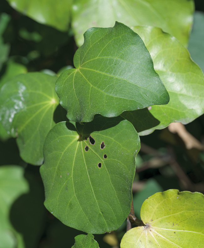  Kawakawa (Piper excelsum). Photo: John Collie