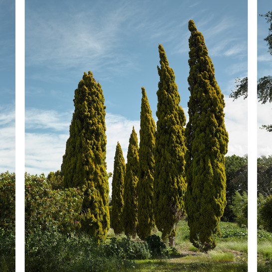 Tim J. Veling Halley Place, Avonside, 2015, Spring, During a Nor-west Wind 2015. Archival pigment print on gloss baryta paper. Collection of Christchurch Art Gallery Te Puna o Waiwhetū, purchased 2018
