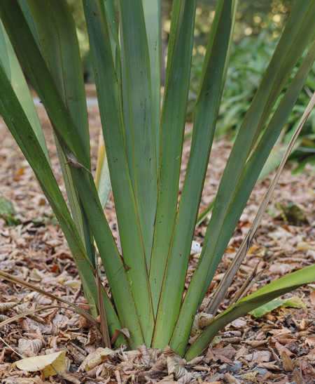 Harakeke (Phormium tenax). Photo: John Collie