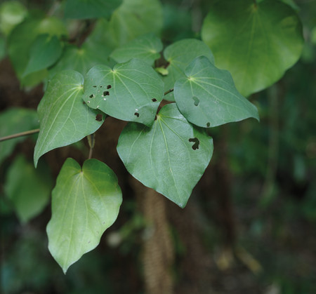   Kawakawa (Piper excelsum). Photo: John Collie