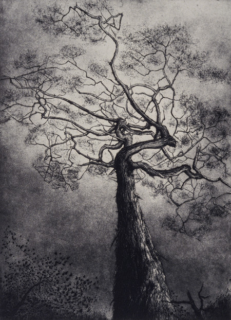 Denise Copland Indigenous V 1991. Etching, aquatint. Collection of Christchurch Art Gallery Te Puna o Waiwhetū, purchased 1993