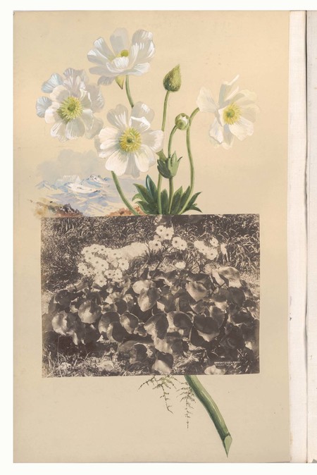 Margaret Stoddart Mount Cook Lilies. Album 2, Canterbury Museum, 2015.115.83-84, p.21